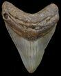 Bargain, Megalodon Tooth - North Carolina #67134-1